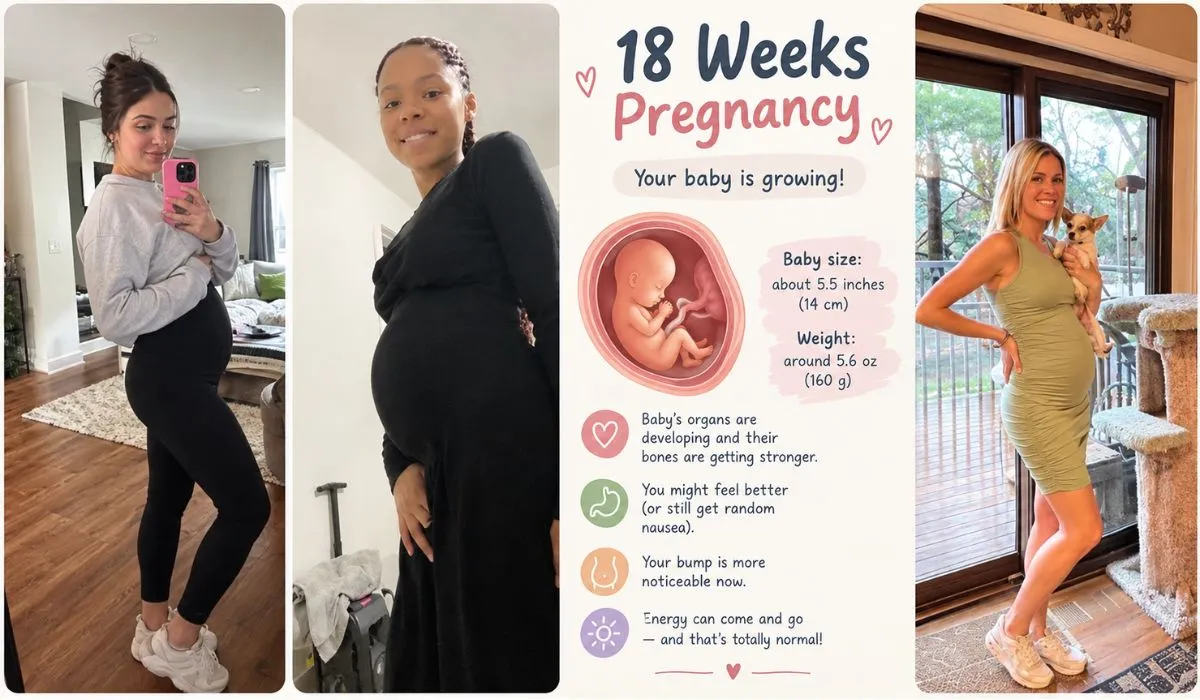 Eighteen weeks pregnancy showing baby development and belly changes